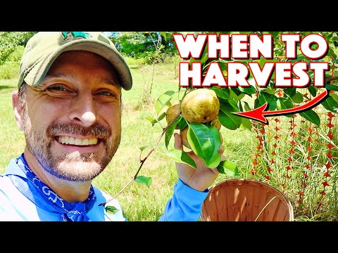 How To Harvest And Ripen Pears | 4 Signs Your Fruit Is Ready! DON'T Pick Early!