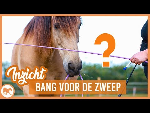 Paard Reageert Niet Op Been En Zweep: Wat Te Doen?