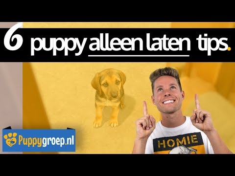 Honden Die Makkelijk Alleen Kunnen Zijn: Tips En Advies