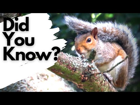 Facts you need to know about GREY SQUIRRELS!