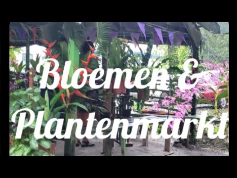 Suriname:Bloemen en planten markt#Cultuurtuin#Flowermarket