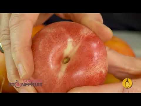 All about Nectarines