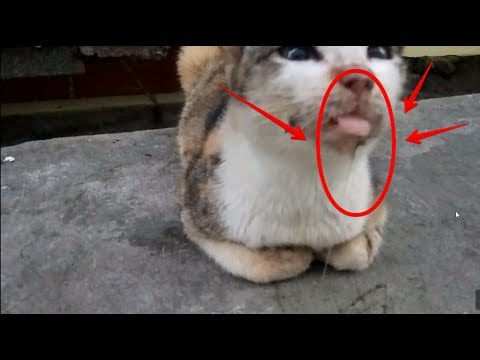 watch this! drooling cat with tongue out